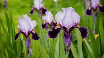 ai gegenereerd tuin achtergrond met groen paars, mooi gebaard iris bloem foto