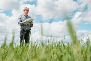 jong boer Aan een tarwe veld. jong tarwe in de lente. landbouw concept. een agronoom onderzoekt de werkwijze van rijpen tarwe in de veld. de concept van de agrarisch bedrijf. foto