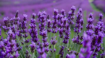 ai gegenereerd detailopname van lavendel bloemen veld, bloeiend met geurig paars foto