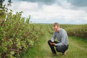 jong boer met een tablet Aan een bes veld. fruit en BES landbouw. de boer inspecteert de bes Bijsnijden. agribusiness concept. foto
