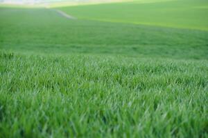 achtergrond van jong groen tarwe in voorjaar foto