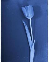 ai gegenereerd een vlak scannen van een cyanotype van een bloem met blauw papier foto