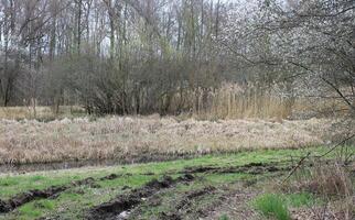 natuur achtergrond foto