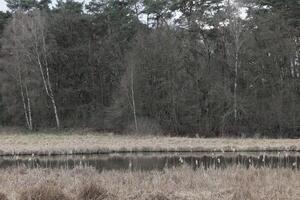 natuur achtergrond foto