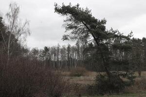 natuur achtergrond foto