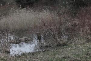 natuur achtergrond foto