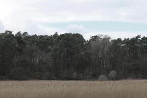 natuur achtergrond foto