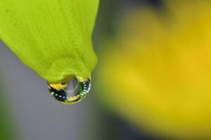een laten vallen van dauw Aan de top van een chrysant bloem foto