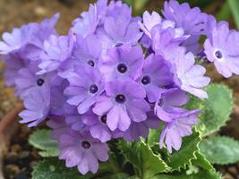 Purper bloemen van primula marginata el bolton foto