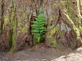 groen varen groeit Bij de baseren van een sequoia boom foto