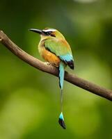 een kleurrijk vogel zittend Aan een Afdeling foto