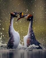 twee vogelstand vechten in de water met water spatten foto