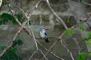 een groot vogel vliegend over- een rots met haar Vleugels verspreiding foto