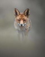 een vos is staand in de mist foto