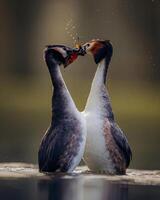 twee vogelstand vechten in de water met water spatten foto