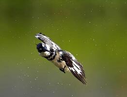 een zwart en wit vogel vliegend door de lucht foto