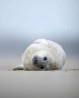 een baby zegel houdende Aan de zand in de oceaan foto