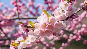 ai gegenereerd roze Pruim bloesem takken symboliseren de schoonheid van voorjaar foto