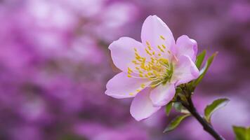 ai gegenereerd voorjaar bloem bloesem detailopname met bokeh achtergrond, lente natuur foto