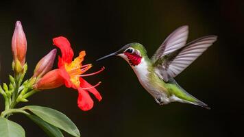 ai gegenereerd robijn keel kolibrie in vlucht in de buurt bloem Aan donker achtergrond foto