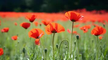 ai gegenereerd banier website met wazig natuur achtergrond van papaver bloemen foto