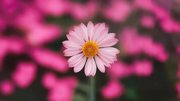 ai gegenereerd roze bokeh voegt toe schoonheid naar abstract wazig achtergrond beeld foto