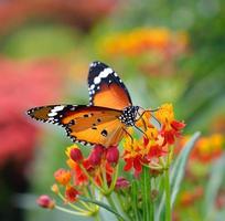 vlinder op oranje bloem foto