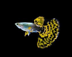 gele guppy vissen zwemmen geïsoleerd op zwart foto