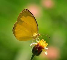 gele vlinder op bloem foto