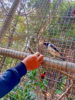 een man's hand- is voeden een vogel in een kooi foto