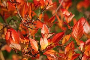 bosbessentak met rode herfstbladeren in de tuin. foto
