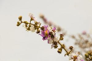 roze en gele bloemen bloemscherm met witte achtergrond. foto