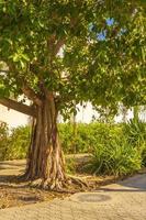 grote tropische boom natuurlijke voetpaden playa del carmen mexico. foto