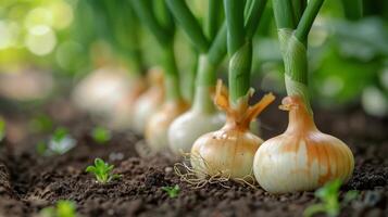 ai gegenereerd rij van knoflook planten in bodem foto