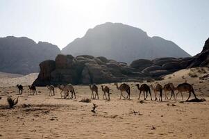 kamelen in de woestijn in saudi Arabië foto