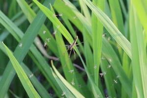 spinnen jacht- insecten Aan bladeren in de tuin foto