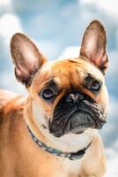 Frans buldog hond detailopname portret foto