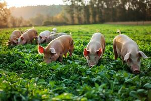 ai gegenereerd vrij reeks huiselijk varkens aan het eten Aan een weide.generatief ai foto