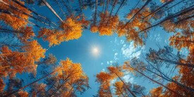 ai gegenereerd bomen en blauw lucht met zon in de Woud. natuur achtergrond foto