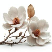 ai gegenereerd een magnolia bloem geïsoleerd Aan een wit achtergrond, presentatie van haar schoonheid foto