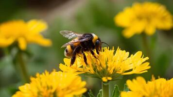 ai gegenereerd hommel Aan geel geum bloemen, wazig zomer tuin achtergrond foto