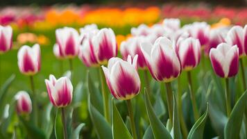 ai gegenereerd voorjaar wazig achtergrond met ultra paars wit tulpen, levendig foto