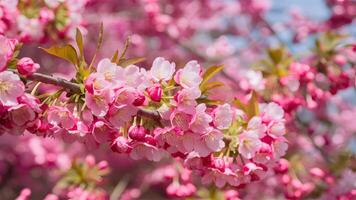 ai gegenereerd kers bloesem roze flora struik in vol bloeien foto