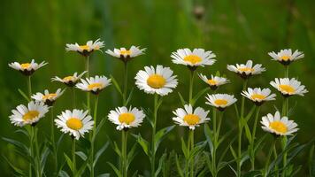 ai gegenereerd madeliefjes in divers stadia van groei tegen groen natuur foto