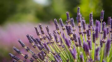 ai gegenereerd prima lavendel bloemen bloeiend tegen wazig natuur achtergrond, panoramisch banier foto
