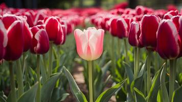 ai gegenereerd mooi tuin tafereel met roze tulp tussen rood tulpen foto