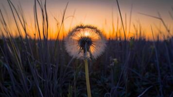 ai gegenereerd droog veld- Bij zonsondergang biedt backdrop voor eenzaam paardebloem foto