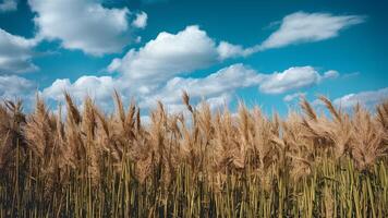 ai gegenereerd mooi zomer herfst veld- gras met blauw lucht achtergrond foto