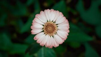 ai gegenereerd mooi bloem geïsoleerd Aan groen achtergrond, bosjes cirkel foto