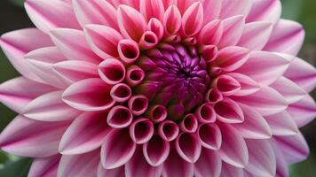 ai gegenereerd mooi roze dahlia bloem met briljant bloemblad patroon in macro foto